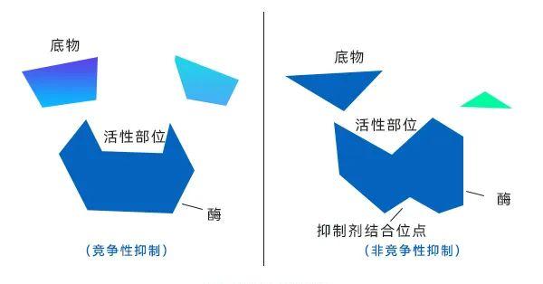 酶的反饋抑制 酶的反饋抑制