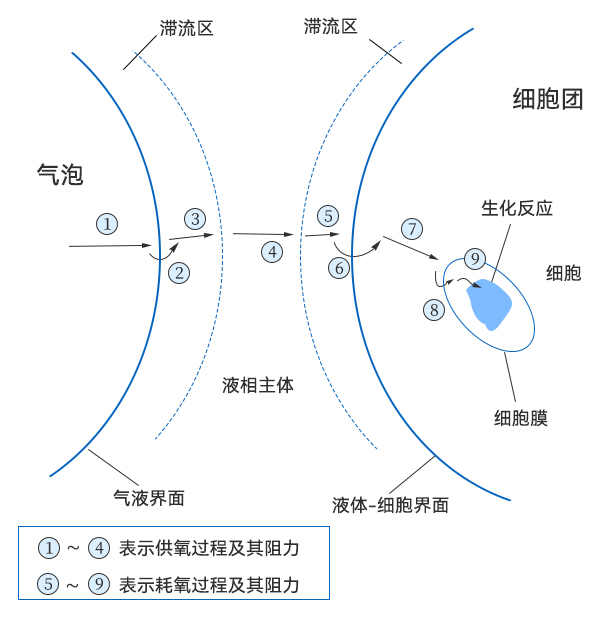 氧從氣泡到細(xì)胞中傳遞過程示意圖 氧從氣泡到細(xì)胞中傳遞過程示意圖
