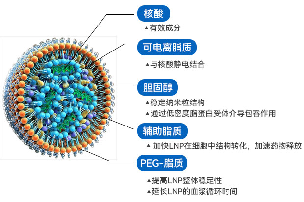 LNP結(jié)構(gòu) LNP結(jié)構(gòu)